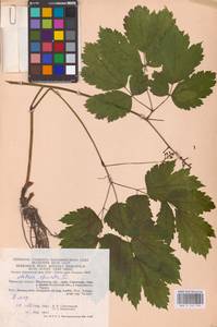 Actaea spicata L., Eastern Europe (no precise locality) (E0)