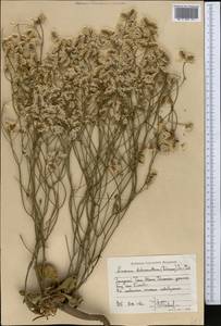 Limonium dichroanthum (Rupr.) Ikonn.-Gal. ex Lincz., Middle Asia, Western Tian Shan & Karatau (M3) (Kyrgyzstan)