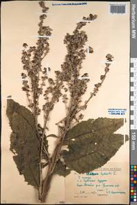 Verbascum lychnitis L., Caucasus, North Ossetia, Ingushetia & Chechnya (K1c) (Russia)