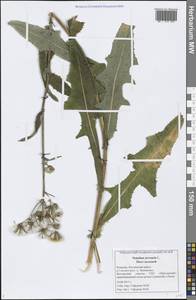 Sonchus arvensis L., Eastern Europe, Middle Volga region (E8) (Russia)