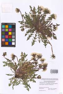 Taraxacum falcatum Brenner, Eastern Europe, Eastern region (E10) (Russia)