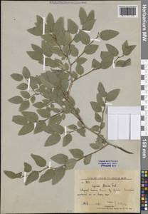 Spiraea flexuosa Fisch. ex Cambess., Siberia, Russian Far East (S6) (Russia)