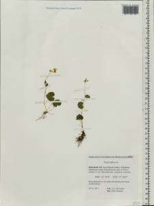 Viola biflora L., Eastern Europe, Northern region (E1) (Russia)