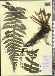 Polystichum braunii (Spenn.) Fée, Caucasus, Krasnodar Krai & Adygea (K1a) (Russia)