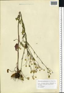 Erigeron annuus (L.) Pers., Eastern Europe, Middle Volga region (E8) (Russia)