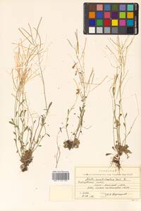 Arabidopsis lyrata subsp. kamchatica (Fisch. ex DC.) O'Kane & Al-Shehbaz, Siberia, Russian Far East (S6) (Russia)