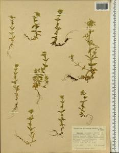 Cerastium octandrum Hochst. ex A. Rich., Africa (AFR) (Ethiopia)