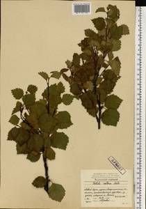 Betula pubescens var. pubescens, Eastern Europe, Northern region (E1) (Russia)