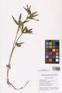 Trifolium alpestre L., Eastern Europe, Central region (E4) (Russia)