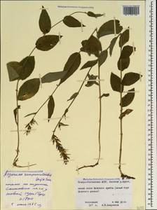 Asyneuma campanuloides (M.Bieb. ex Sims) Bornm., Caucasus, North Ossetia, Ingushetia & Chechnya (K1c) (Russia)