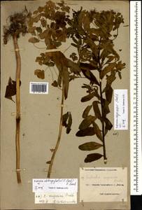Euphorbia eugeniae Prokh., Caucasus, Black Sea Shore (from Novorossiysk to Adler) (K3) (Russia)