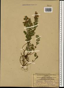 Teucrium chamaedrys L., Caucasus, Azerbaijan (K6) (Azerbaijan)