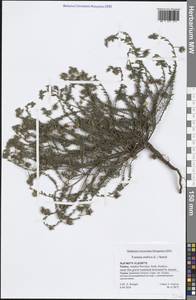 Fumana arabica (L.) Spach, South Asia, South Asia (Asia outside ex-Soviet states and Mongolia) (ASIA) (Turkey)
