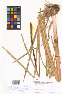 Typha × smirnovii Mavrodiev, Eastern Europe, Central region (E4) (Russia)