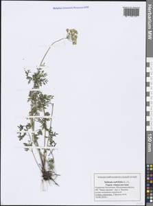 Selinum carvifolia (L.) L., Eastern Europe, Middle Volga region (E8) (Russia)