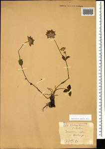 Astrantia maxima Pall., Caucasus, Azerbaijan (K6) (Azerbaijan)