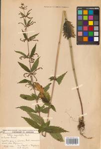 Urtica dioica var. holosericea Fr., Siberia, Russian Far East (S6) (Russia)