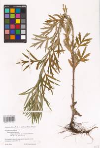 Artemisia umbrosa Turcz. ex DC., Eastern Europe, Central region (E4) (Russia)