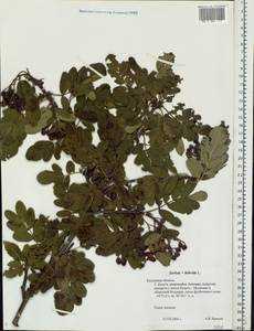 Hedlundia hybrida (L.) Sennikov & Kurtto, Eastern Europe, Central region (E4) (Russia)