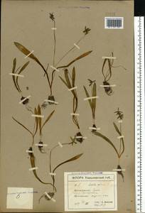 Scilla siberica Andrews, Eastern Europe, North Ukrainian region (E11) (Ukraine)