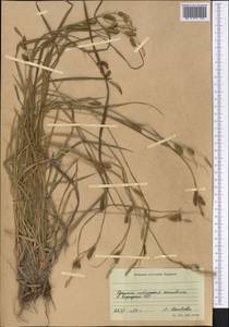 Carex diluta M.Bieb., Middle Asia, Western Tian Shan & Karatau (M3) (Kyrgyzstan)