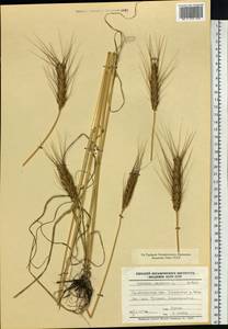 Triticum aestivum L., Siberia, Baikal & Transbaikal region (S4) (Russia)