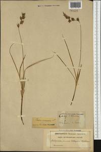 Carex arenaria L., Western Europe (EUR) (Sweden)