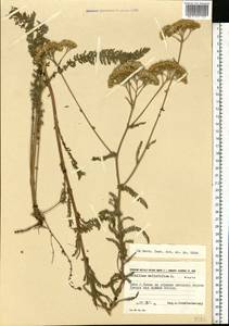 Achillea millefolium L., Eastern Europe, North Ukrainian region (E11) (Ukraine)