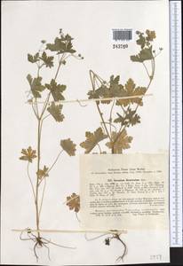 Geranium divaricatum Ehrh., Middle Asia, Western Tian Shan & Karatau (M3) (Tajikistan)
