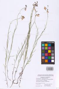 Campanula rotundifolia L., Eastern Europe, Central region (E4) (Russia)