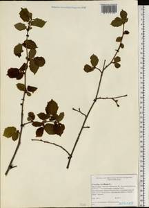 Corylus avellana L., Eastern Europe, Northern region (E1) (Russia)