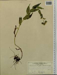 Hieracium krylovii Nevski ex Krylov, Siberia, Altai & Sayany Mountains (S2) (Russia)