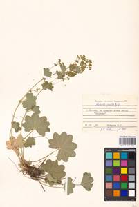 Alchemilla micans Buser, Eastern Europe, Moscow region (E4a) (Russia)
