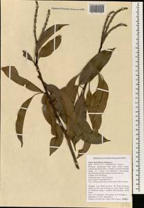Lithocarpus, South Asia, South Asia (Asia outside ex-Soviet states and Mongolia) (ASIA) (Vietnam)