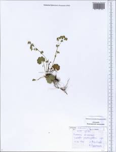 Alchemilla litwinowii Juz., Eastern Europe, Eastern region (E10) (Russia)