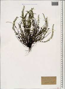 Asplenium trichomanes L., Caucasus, Georgia (K4) (Georgia)