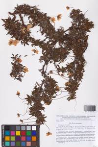 Dryas octopetala L., Eastern Europe, Northern region (E1) (Russia)