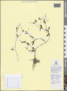 Ranunculus sceleratus L., Caucasus, Black Sea Shore (from Novorossiysk to Adler) (K3) (Russia)