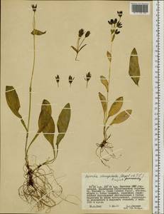 Swertia perennis subsp. stenopetala (Regel & Til.) Worosch., Siberia, Yakutia (S5) (Russia)