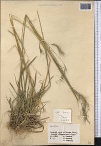 Hordeum, Middle Asia, Northern & Central Tian Shan (M4) (Kyrgyzstan)
