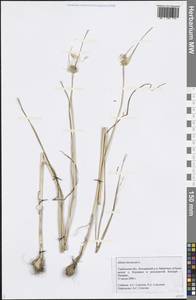 Allium oleraceum L., Eastern Europe, Central forest-and-steppe region (E6) (Russia)