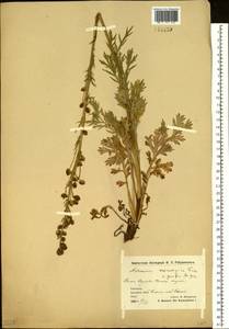 Artemisia norvegica, Siberia, Chukotka & Kamchatka (S7) (Russia)
