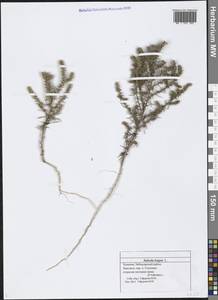 Salsola tragus L., Eastern Europe, Middle Volga region (E8) (Russia)