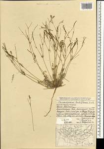 Hypecoum lactiflorum (Kar. & Kir.) Pazij, Mongolia (MONG) (Mongolia)