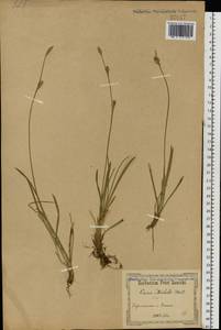 Carex michelii Host, Eastern Europe, South Ukrainian region (E12) (Ukraine)