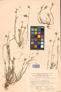 Eremopyrum orientale (L.) Jaub. & Spach, Eastern Europe, Eastern region (E10) (Russia)