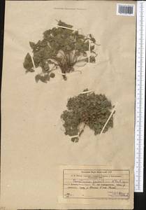 Parietaria judaica L., Middle Asia, Western Tian Shan & Karatau (M3) (Uzbekistan)