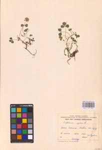 Trifolium repens L., Eastern Europe, Estonia (E2c) (Estonia)