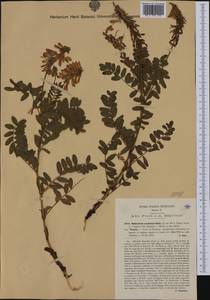 Hedysarum hedysaroides subsp. exaltatum (A.Kern.)Zertova, Western Europe (EUR) (Italy)