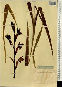 Gladiolus dalenii Van Geel, Africa (AFR) (Not classified)